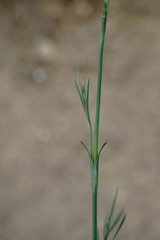Dianthus marschallii
