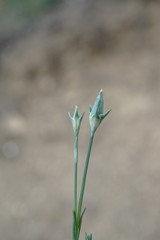 Dianthus marschallii