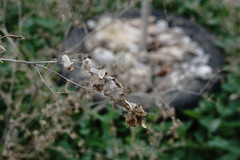 Atriplex micrantha