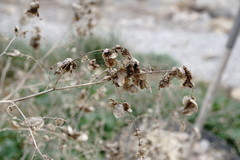 Atriplex micrantha