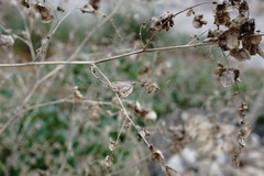 Atriplex micrantha