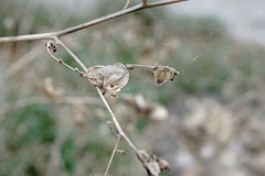Atriplex micrantha