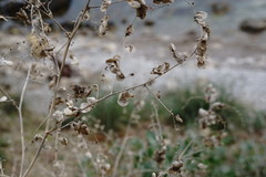 Atriplex micrantha