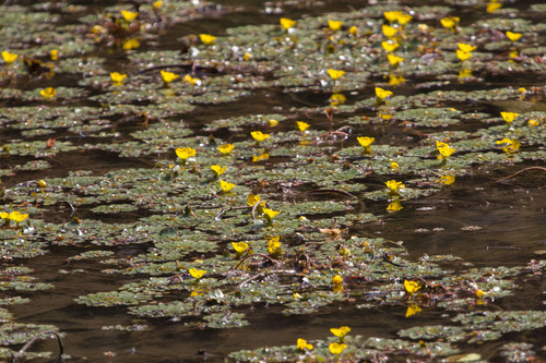 Ludwigia sedioides, photograph 2