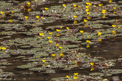 Ludwigia sedoides