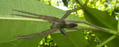 Nilus