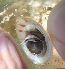 Crepidula fornicata image