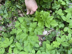 Dichoropetalum caucasicum
