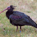 Northern Bald Ibis - Photo (c) chorthippus, some rights reserved (CC BY-NC), uploaded by chorthippus