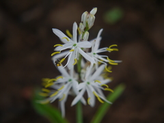Chlorophytum borivilianum