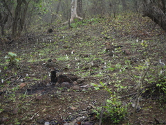 Chlorophytum borivilianum
