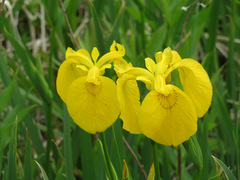 Iris pseudacorus