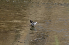 Tringa ochropus