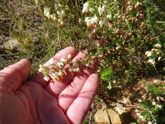 Erica intermedia albiflora
