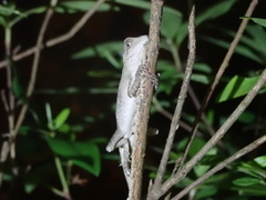 Diploderma swinhonis