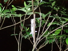 Diploderma swinhonis