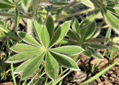 Lupinus albicaulis
