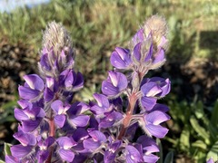 Lupinus albicaulis