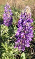 Lupinus albicaulis