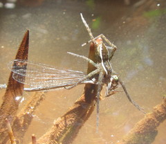 Nilus
