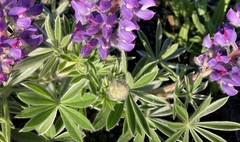 Lupinus albicaulis