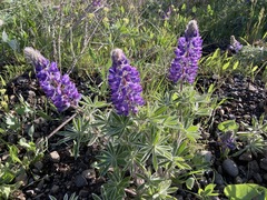 Lupinus albicaulis