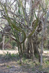 Cereus bicolor