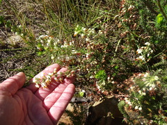 Erica intermedia albiflora