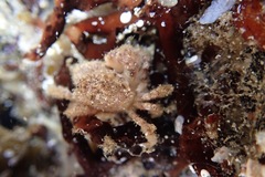 Pilumnus minutus