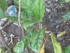 Aglaonema