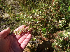 Erica intermedia albiflora