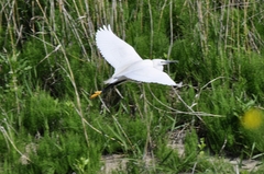 Egretta garzetta