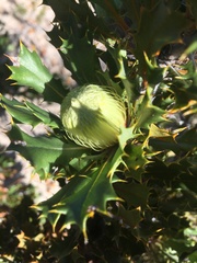 Banksia obovata