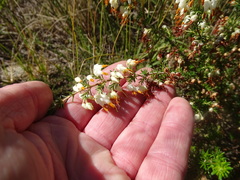 Erica intermedia albiflora