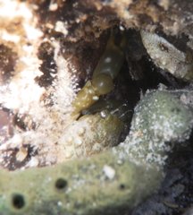 Mithraculus sculptus