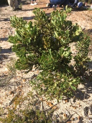Banksia obovata