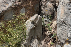 Podarcis erhardii riveti