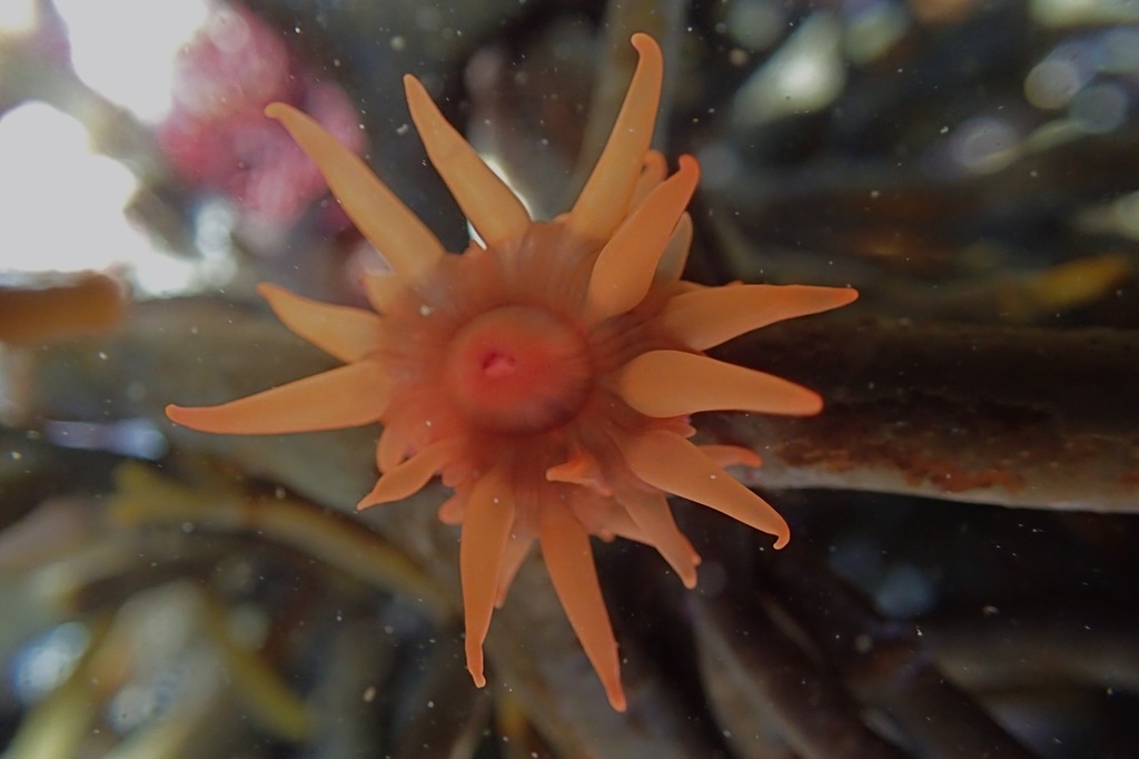 Small Plum Anemone