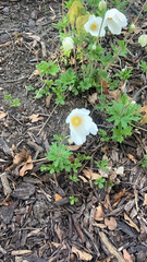 Anemonoides sylvestris