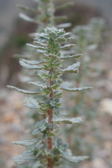 Forsskaolea