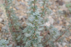 Forsskaolea