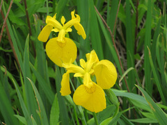 Iris pseudacorus