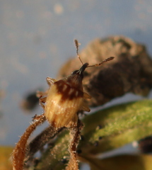 Nanophyinae