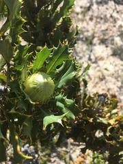 Banksia obovata