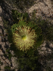 Banksia heliantha