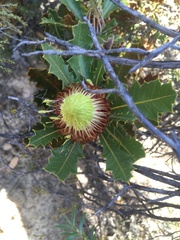 Banksia heliantha