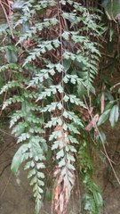 Asplenium pseudolaserpitiifolium