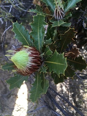 Banksia heliantha