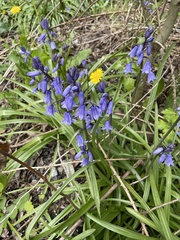 Hyacinthoides non-scripta