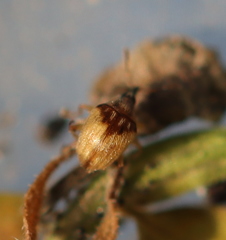 Nanophyinae